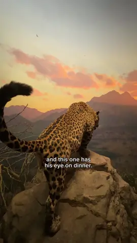 🐆Did you make the right guess? The range of these big cats span the southwestern United States to Argentina. Unfortunately, poaching along with habitat and prey losses have significantly reduced their original range. #MuseumTok #BigCats #GetCultured #STEM #caturday 