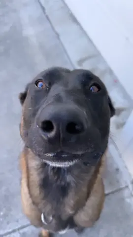 Wait till the end 😂 #fyp #belgianmalinois #protectiondog #malinoisoftiktok #steel #fy #cute #share #viral #Love #funny 