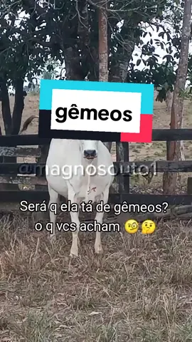Vaca vai dá cria a gêmeos.