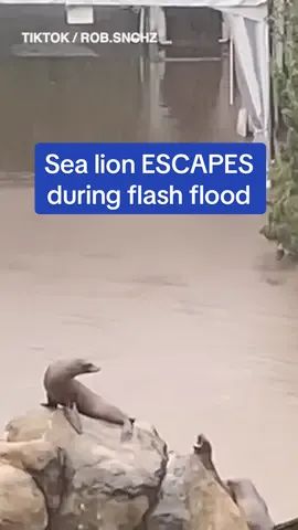 Central Park Zoo staff says all the sea lions are accounted for and water levels have since gone down #centralparkzoo #newyork #sealions #zoo #rain #flood 