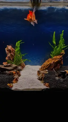 Goldfish tank setup #viral #aquarium #goldfish #goldfishtank #goldfishaquarium #oranda #fishaquarium #fish #fishtank #relaxing #fishkeeping #fishkeeper #aquariumhobby #hobby 
