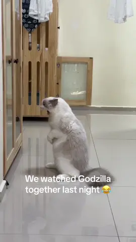 #funnyvideos #meme #cats 