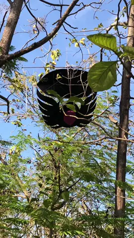 Mlk turu neng jati🥱#berlarutlarutberpurapurasempurnaa #nuklirtv #layanganramraman #manjerlayangan #layangannyangkut #musimlayangan2023 #pelayangtulungagung #fypシ゚viral #fypdongggggggg 