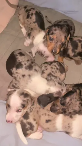 Vc fala Sozinha ? Não só converso com animais #basset #filhote #cachorros #bassetarlequim #filhotebasset #petlove #capcut #fazenda 