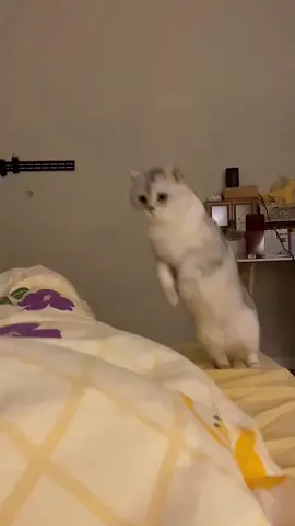 This cat’s bed-jumping skills are ob point!😼😺🐈‍⬛😽#cat #lovelycat #kitty #catsoftiktok #cutecat 