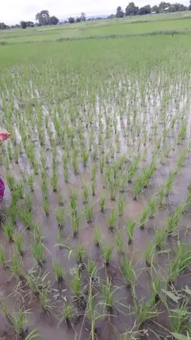 #တောသူအချစ်#မြင်သမျှခင်ကြပါစေ #ရောက်ချင်တဲ့နေရာရောက်♥thank 