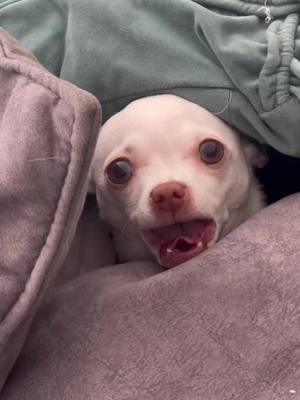 My chihuahua scream on me#Dog Pet