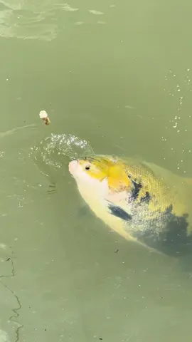 Esse peixe tem uma beleza única! #tambaqui #amazonia #fish #fy 