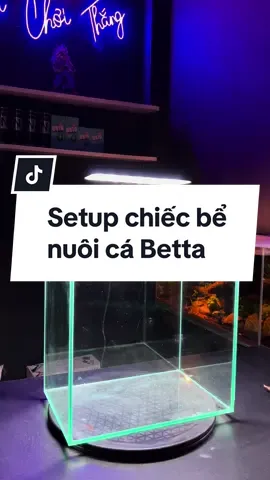 Setup chiếc bể nuôi cá Betta #thuỷsinh #thuysinh #trending #xuhướng #bểnuôicá #cá #bểcáthuỷsinh #bểmini #bểcácảnh #cá #bểmini 