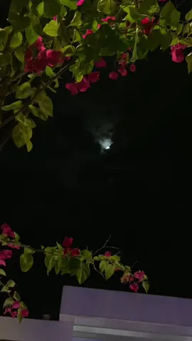 سقاك الله يا يوم التلاقي ‏على سيف الغرام اللي مشيته..🫂💕 #الخبر♥️🕊 #اكسبلورexplore 