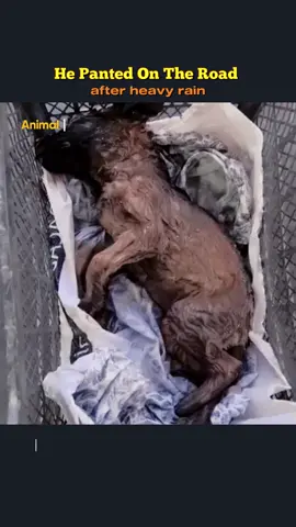 He Was Left Soaking Wet And Gasping For Breath In Street After A Heavy Rain #dog #rescue #rescuedog #dogsoftiktok #animals #animalsoftiktok #puppy