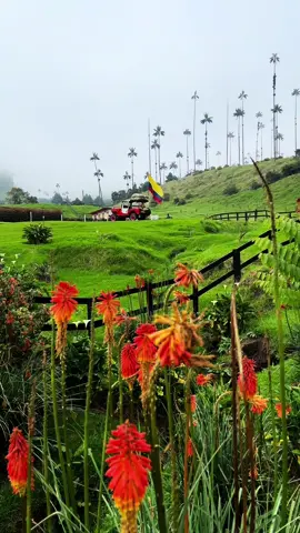 El magestuoso Valle de Cocora🌴🐑🌺 #quindio #valledecocora #colombia #salento #viajes 