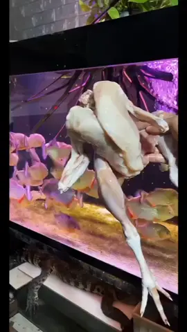 IKAN YANH SUKA MAIN KEROYOKAN NI SEKALI KEROYOKAN LUDES LANGSUNG NGERI DAH😂😂😂😂😂 #ikanpiranha #ikanpiranhakanibal #ikanpiranhaindonesia #ikanganas #ikangalak 