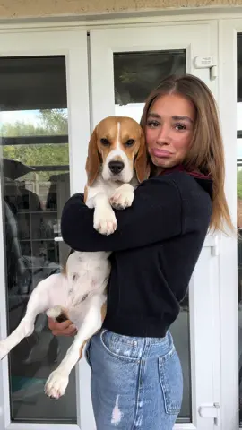 Why do they grow so fast 🥹 2 years difference #dog #dogsoftiktok #beaglesoftiktok #dogtok #beagle #beaglepuppy #puppy 