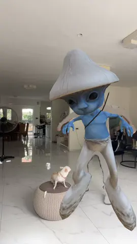This blue cat came to Niki🤣!!!!(הוא בכל מקום החתול תעלול הזה) #fyp #nikiozeri #mreviatar #chihuahua #angrydog #dog #kuchikuchi #niki 