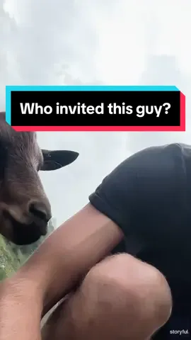 He thought his #proposal was gonna be the GOAT. Turns out, he was upstaged by one! #goodnews #goatsoftiktok #proposalgonewrong 
