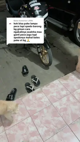 Membalas @LANN. Sampon geh kan akeh seng takon🙏🏻jok lali follow dan share bantu suport akunku🙏🏻🤩#fyp #tigerkameliya #viral #kameliyagank 