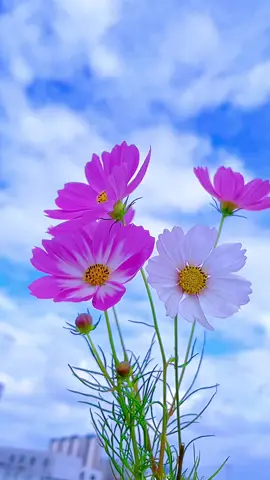 #beuatifulflowers #scenery #fyp #foryou #trending #flowers #beautifulview #plants #viral #tiktok #beuatiful #viralvideo #flowershower 