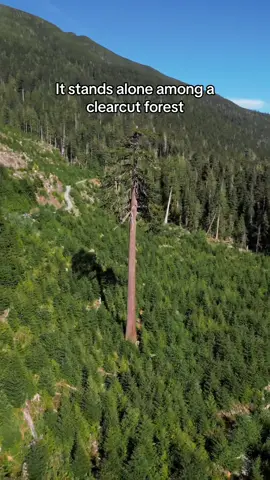 Big Lonely Doug on Vancouver Island has become a symbol of nature conservation in Canada. This is the 2nd largest Douglas-fir in Canada and is measured to be 66 metres (216 feet) in height and 3.8 metres (12.4 feet) in diameter. The forest that surrounds Big Lonely Doug was clearcut in 2012 and the dramatic juxtaposition between old growth and second growth forest has become a symbol to protect endangered old-growth forests across British Columbia. You can learn more about the efforts being done by the Ancient Forest Alliance to protect old growth forests and ensure a sustainable second-growth forest industry. #biglonelydoug #oldgrowth #ancienttrees #vancouverisland #britishcolumbia 