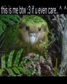 I LOVE THESE SILLY BIRDS SM!!! [#] TAGS #kakapo #kākāpō #newzealand #nz #newzealandbird #nativebird #endangeredspecies #sillybird #thisismebtwifyouevencare #fyp