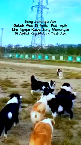 Seng Jenenge Asu GaLak Wae Di apik.i Dadi Apik Lha Ngopo Kuwe Seng Menungso Di Apik.i Kog MaLah Dadi Asu #fyp #fypシ #fypシ゚viral   #masukberanda #keluarberanda  #keluarmasukberanda 
