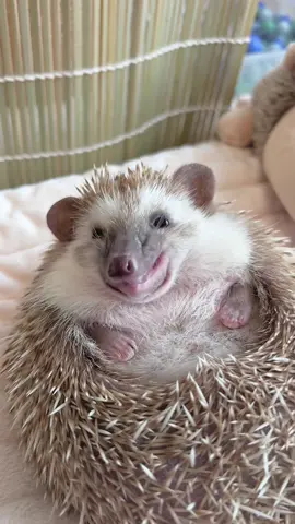 Munching up the worm 🐛 #hedgehog #hedgehogs #hedgehogcommunity #hedgehogsofinstagram #hedgehogmom #hedgehoglife #hedgehogsdaily #hedgehoglovers #superworm #hedgehogdaily #africanpygmyhedgehog #pygmyhedgehog #cuteanimals #AmazonPets #CreativeReels #고슴도치 #고슴도치집 #고슴도치키우기 #고슴도치그램 #펫스타그램 #동물계정 #도치스타그램 #도치 #소동물 #고슴도치분양 #고슴도치일상 #ハリネズミ #刺猬