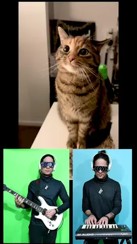 duet with@Mother of Cats 🎤😸🎶🎸 #cat #catsoftiktok #catsong #catmusic #catmusicvideo #remix #atilakw #gatos #gatosdetiktok #pets #cute #fofura 