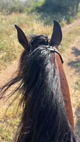 #CapCut #مربط #العزام #نابلس #فلسطين #خيول_عربية_اصيلة #خيل_عربي_اصيل #خيل #مربط_العزام 