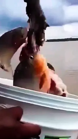 Catching Piranha Fish with a Piece of Meat… #fishing #fish #tik_tok 