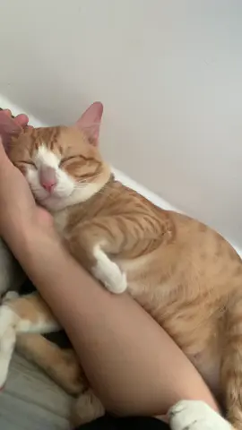 Bé nhà mình rất khoái ngủ trên tay của mẹ 🥰 #yeumeota #đồngmeo #trendingtiktok #catsoftiktok #viral 