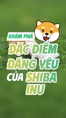 Liên hệ Laputa Farm để đón một bé Shiba inu đáng yêu về nhà nhé. #shiba #shibainu #laputafarm