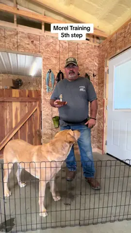 The 5 th step of morel training is teaching the final response on a mushroom. #dogtrainingtips #moreldoginthemaking #moreldog #labrador #doglover #moreldogs 
