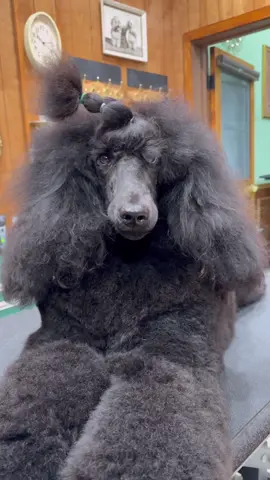 breaking into a grooming salon  . @JessRona ty for letting me use your shop 🤍 . #doggrooming #dogs #poodle #dogbath 
