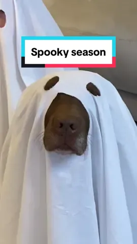 Ww love spooky season 👻🎃