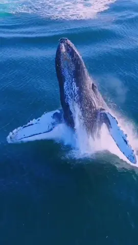 Whales perform a real ballet in the ocean. Nature is wonderful. #amazing #world #beautiful #wonderful #whale #whales #ocean #sea #Love #life #cute #naturelove #sky 