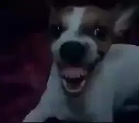 Cachorro rindo igual capeta(360P)