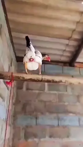 hola #streamer #haloween #latam #latino #mexico #peru #sandraskins #grow 