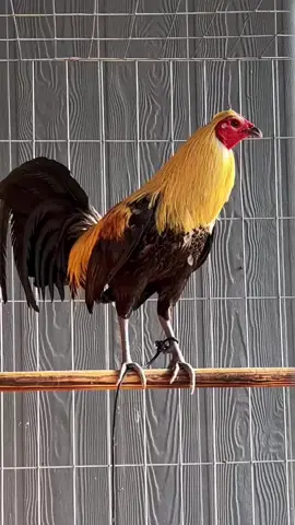 Melsims / toppy #caposblaks #caposblacks #fyp #viral #viralvideo #tiktok #gamefowl #gallerosdecorazon🐓 