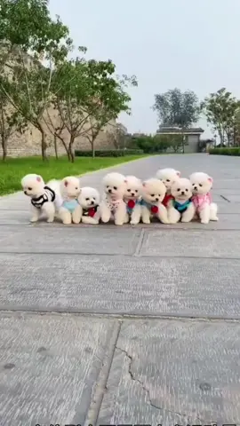 #xuhuong #funnyvideos #dog #cutedog #AntiFakeNews 
