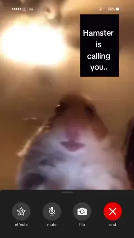 Videocall with a Hamster #viral #videocall #hamster #lol #funny #jay_deluxxe #haha #fyp #fypシ #fypシ゚viral #fypage #thankb4youdo 