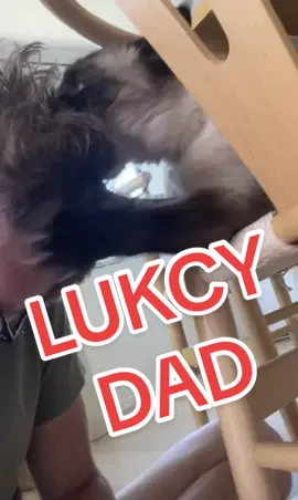 BAGAHAGWAAGAGAA GET DAD TAG UR DAD BAGAGAGWAWGEWEE #scarystories #scary_stories #october #halloween #lucky #fyp #mervthecat #bagagwa #xyzabc #videos #siamese 
