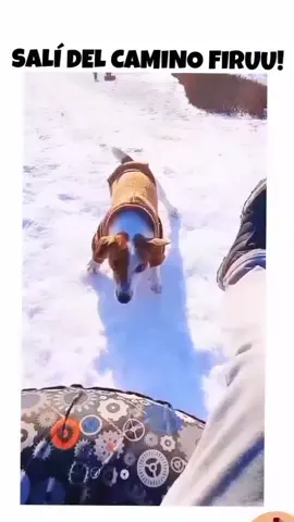 firulaaaaaiiíiis🫨🤣  #firulais #firulaisentiktok #perro #perros #perrostiktokers #perrostiktok #perrosgraciosos #funny #fun #foryou #funnyvideos #funnyvideo #divertido #jajaja #nieve #nieves #ay #aiuda #ayuda #lol #lool #querisa #hahaha #hahaha😂😂😂 #fyp #fypシ #fypシ゚viral #follow #ilove #latino #latinos #españa #crazygirl #karen #karens #tenerife 