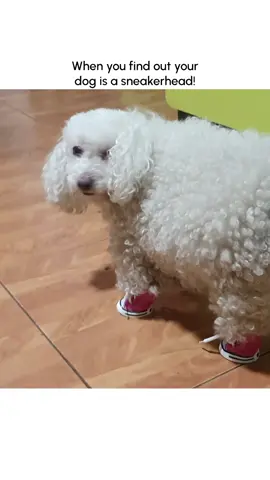 WHAT ARE THOSE!?!!! 🤣💥🐶👟 (Via - @drimscortes) #Dogs #DogTok #Shoes #Sneakers #CuteDogs #DogMemes #Funny