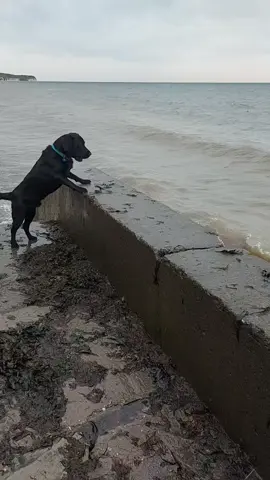 #wavesmakedogjump #wavesscaredog #labsoftiktok #labs #dogsoftiktok #blacklabrador #beachdog #dogtv 