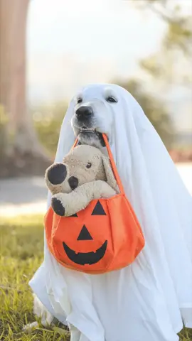 Besties since 2019🐶♥️🧸 #BestFriends #dogphotography #fyp #dogsoftiktok #ghostphotoshoot 