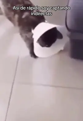 🫠🤣 #gato #indirecta #directa #meme #humor #entretenimiento #lentejas #fyp 