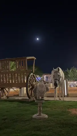 # خيل🐎# صقر#🦅#tiktokpromotecontest #explore 