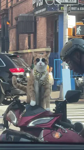 Only in NY 😂 #harlemworld 