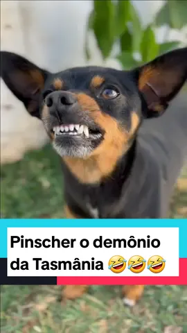 Pinscher o demônio da Tasmânia #pinscher #cachorro #longervideos 