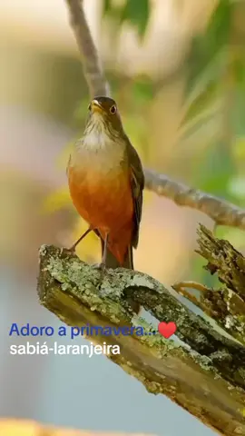 Adoro a primavera e o canto do sabiá-laranjeira...🙏😍 #sabialaranjeira #birds #natureza #nature #passaros #parati 